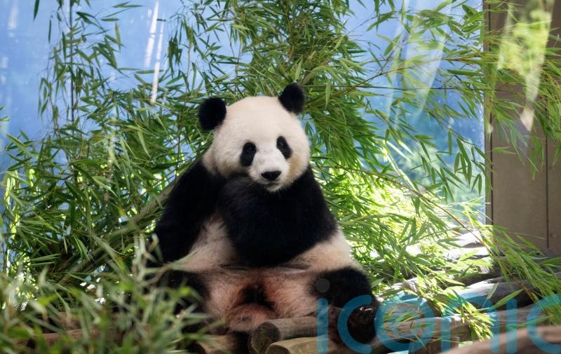 Berlin Zoo hoping for more German-born giant pandas as scan confirms pregnancy