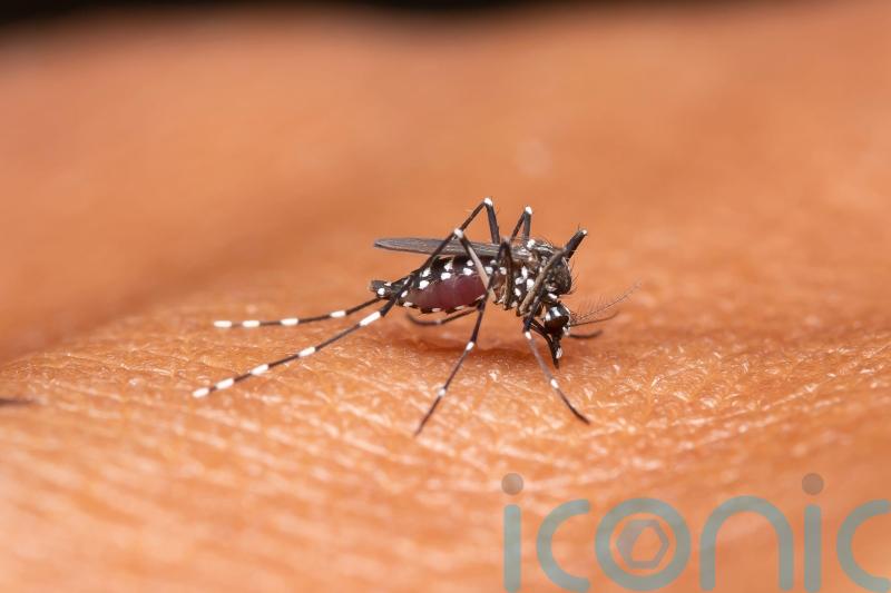 Pre-pregnancy malaria jab could help protect women and their babies, trial finds