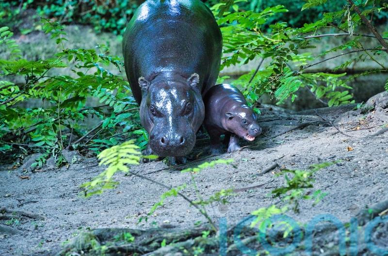 Berlin’s newest pygmy hippo makes her debut