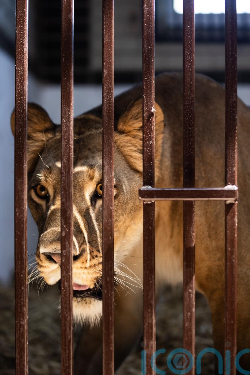 Kent animal sanctuary rescues lion with ‘psychological issues’ from Ukraine