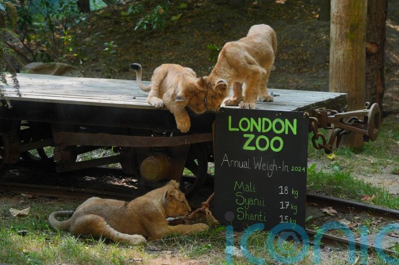 Keepers find creative ways to measure animals at zoo housing 14,000 creatures