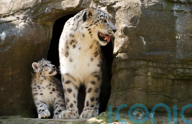 Snow leopard Irina put down at Marwell Zoo after health deteriorates