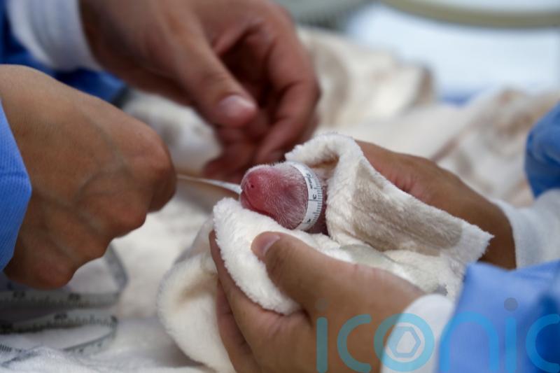 Second set of giant panda cubs arrives at Berlin Zoo