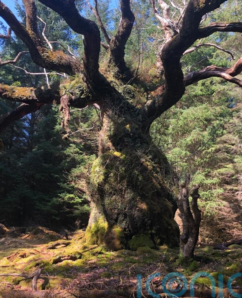 Celtic band to write song for ancient oak if it wins Tree of the Year award