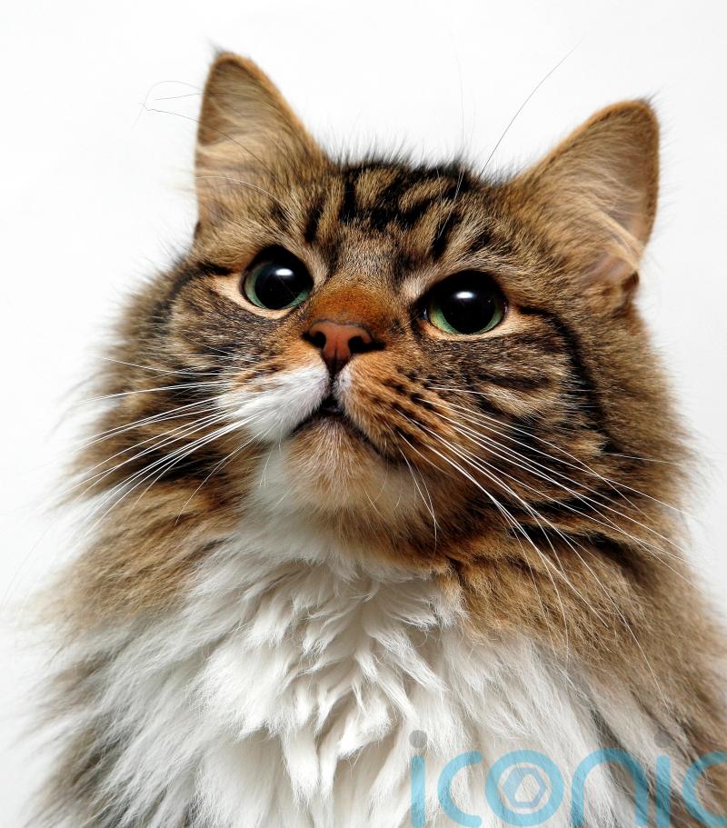 Record 4.4m people took out pet insurance last year, figures show
