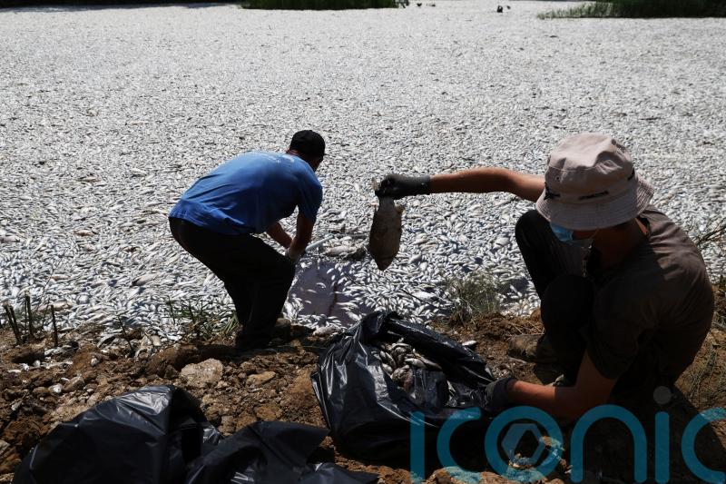 Millions of dead fish clog bay in die-off linked to climate change