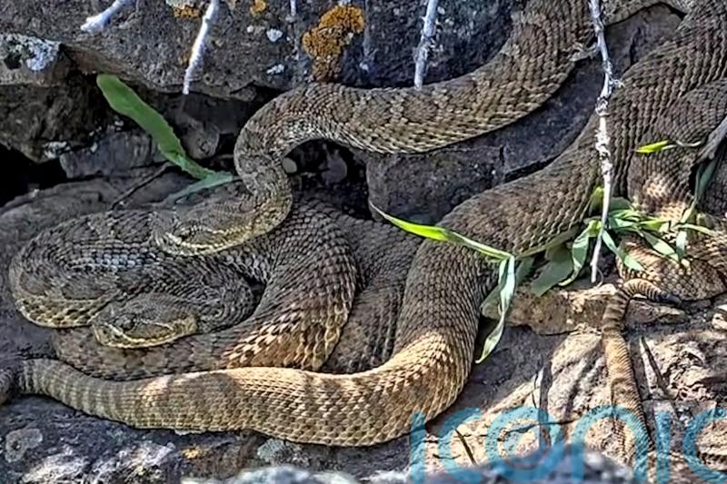 Scientists use video to monitor ‘mega-den’ of hundreds of rattlesnakes