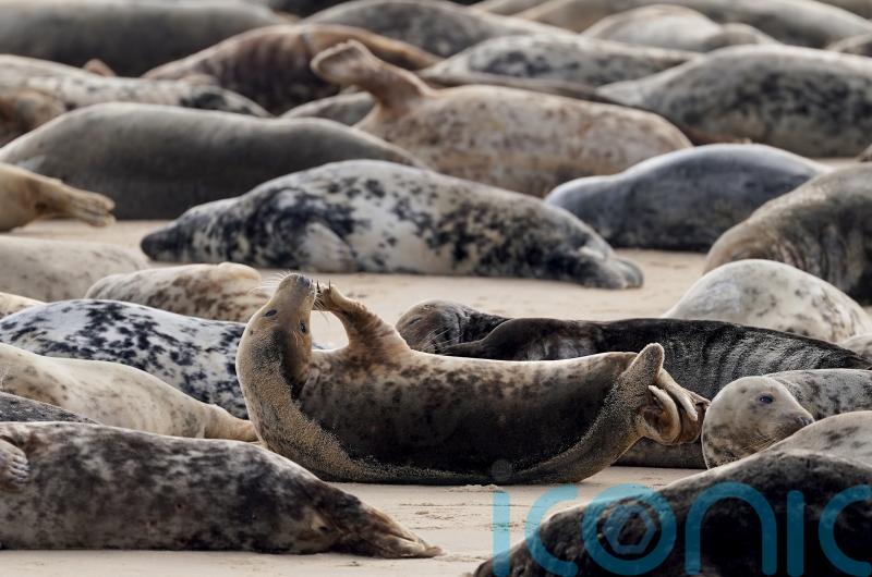 BBC Our Lives episode criticised by the Seal Alliance for ‘bad practice’