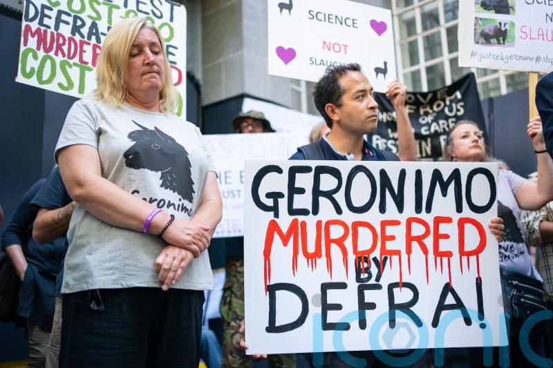 Owner of culled alpaca Geronimo demands answers from new Labour Government