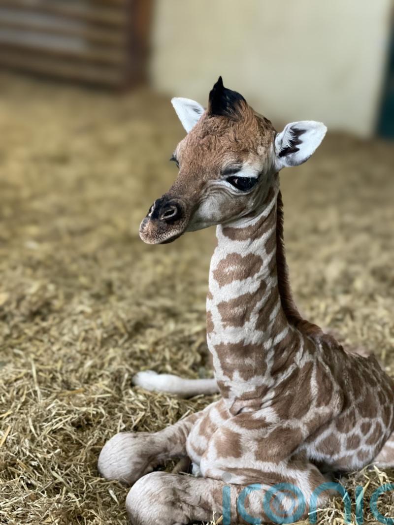 Keepers celebrate &lsquo;little miracle baby&rsquo; giraffe born at Hampshire zoo