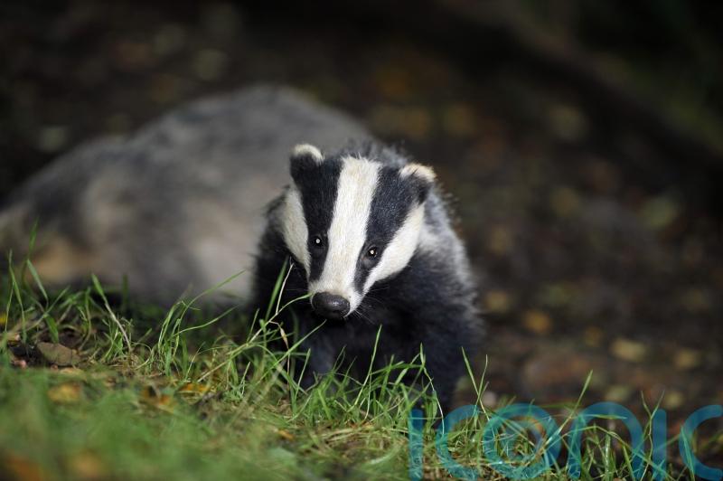 Government to end badger cull within five years in ‘watershed moment’