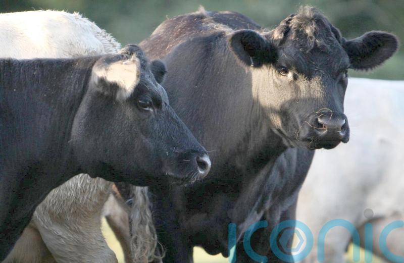 Movement of animals restricted in two counties after confirmed bluetongue cases