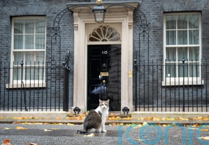 New kitten will join Starmer family in Downing Street, Prime Minister reveals