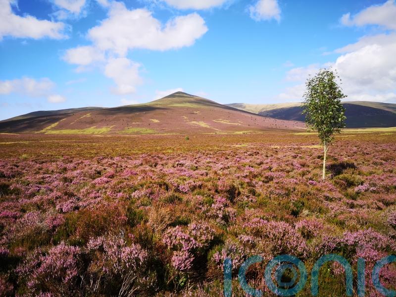 Public urged to help buy Skiddaw Forest to restore thousands of acres for nature