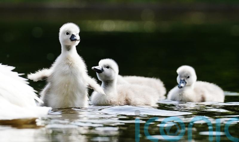 Swans moved from park after children feared to have killed cygnets