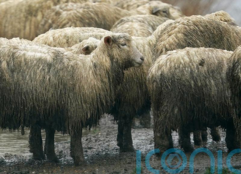 Police investigate theft of 40 sheep worth £5,400 from farm