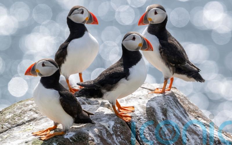 Puffin population declared ‘stable’ on Farne Islands after bird flu outbreak
