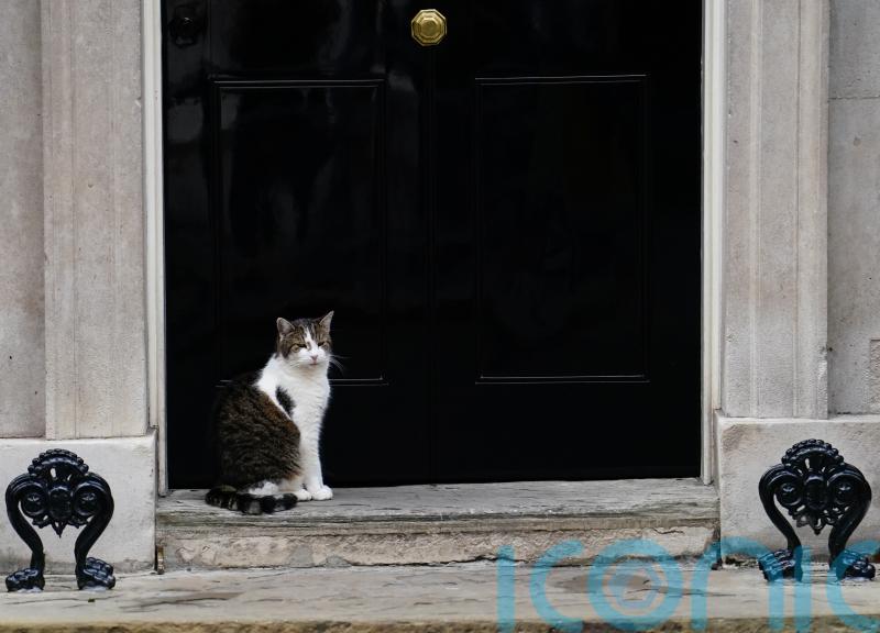 Starmer family’s new Siberian kitten called Prince, Prime Minister reveals