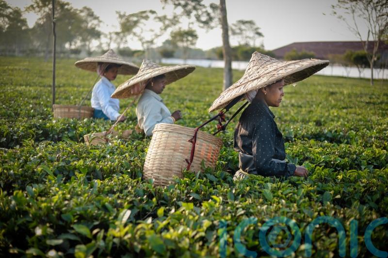Fairtrade brands call for more to join certification to boost impact
