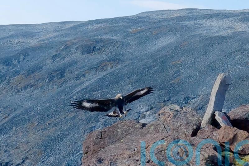Golden eagle which attacked toddler in Norway ‘likely had behavioural disorder’