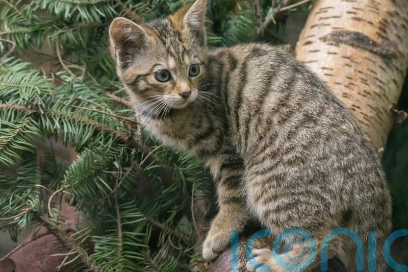 Two wildcats born in captivity have died since release into wild, experts say