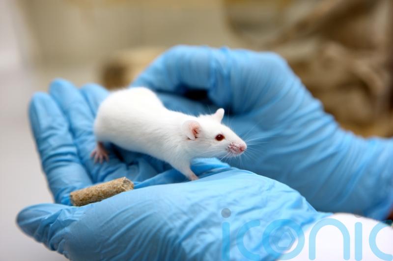 Testing on live animals fell by 3% last year, data suggests