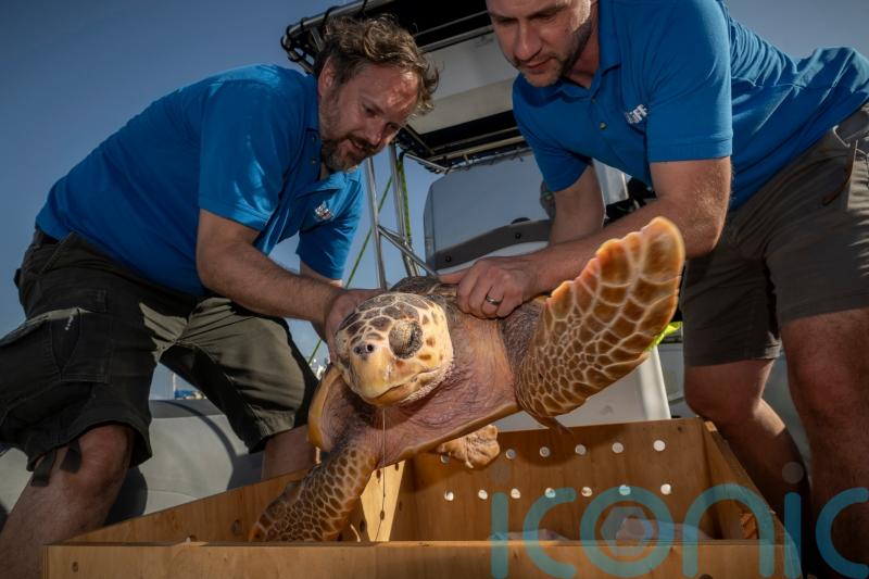 Injured sea turtle given third chance at life after rehabilitation
