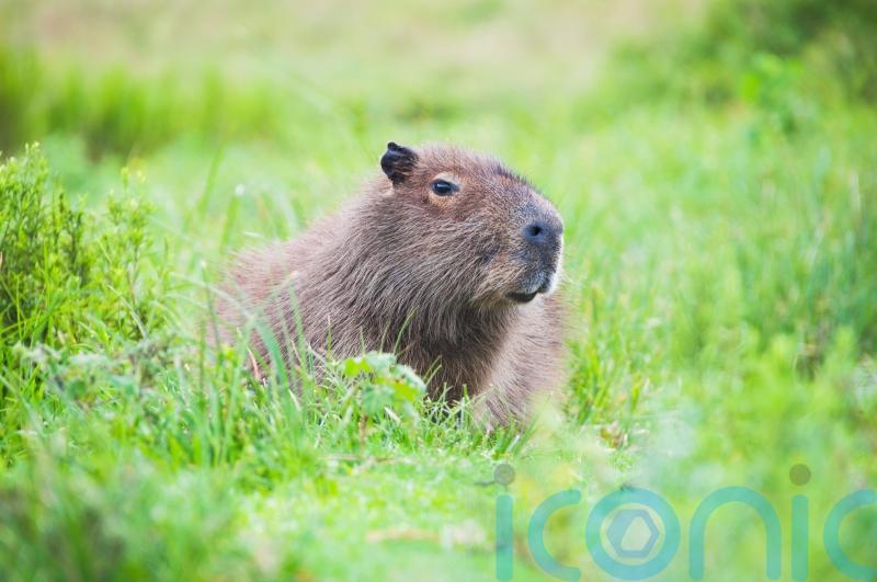 Night search planned for escaped capybara as they are ‘so good at hiding’