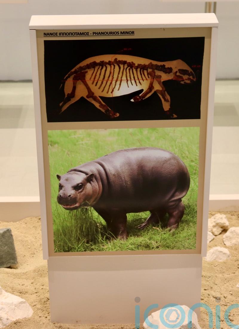 Dwarf hippos and elephants in Cyprus ‘driven to extinction by just 3,000 people’