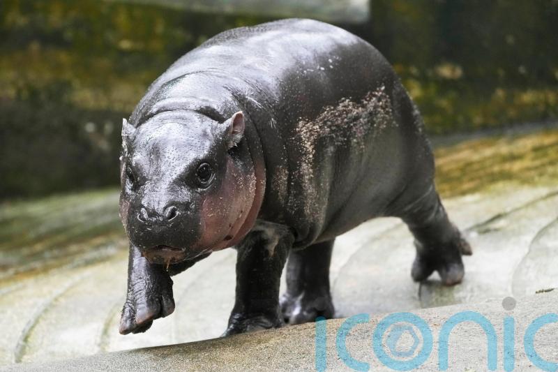 Thai zoo home to viral baby hippo Moo Deng is patenting the pygmy