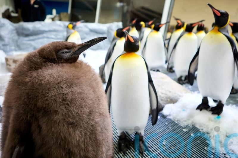 Huge penguin chick at Australian aquarium becomes social media sensation