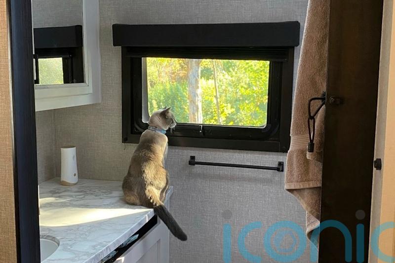 Lost cat reunited with owners after amazing 900-mile journey across US