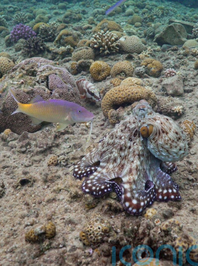 Octopuses and fish hunt together, taking it in turns to lead – study