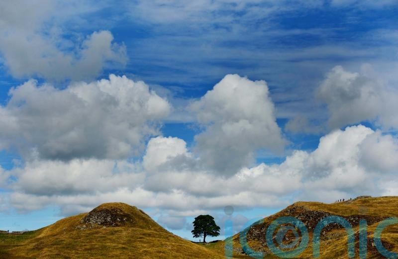 ‘Rollercoaster of emotions’ in year since felling of Sycamore Gap tree