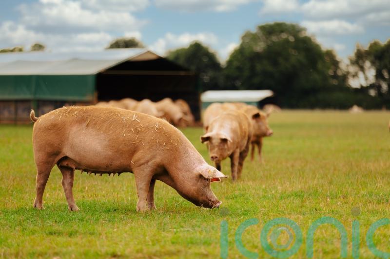 Meat producer Cranswick hikes outlook after growing pig farms