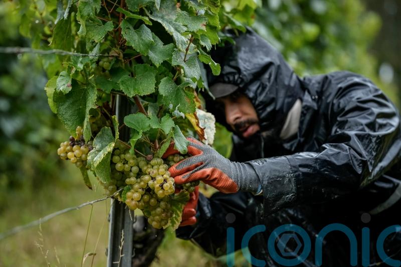 Harsh weather as climate changes brings challenges to French wine country