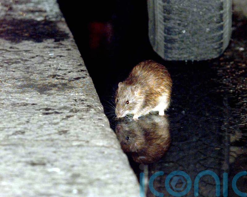 Widespread flooding has created ‘ideal conditions’ for rodents
