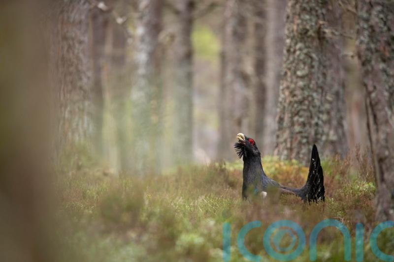 Emergency plan launched to save capercaillie in Cairngorms National Park
