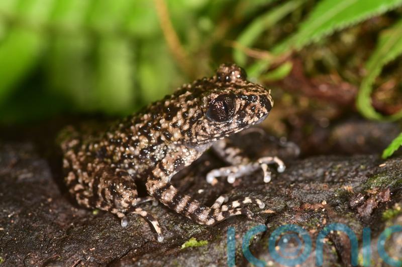 New toothed toad found by scientists on the hunt for its ‘brother’