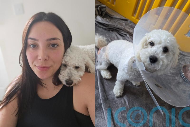 Owner ‘traumatised’ after vicious German shepherd burst into home and left cockapoo needing round-the-clock care