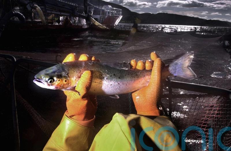 Salmon farming faces orchestrated campaign by ‘extreme activists’, MSPs told