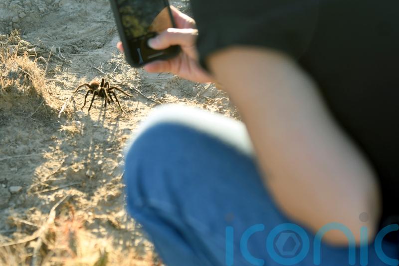 Spider lovers scurry to Colorado town in search of mating tarantulas