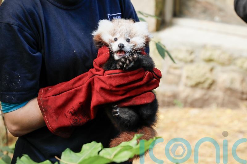 Red panda born at Scottish zoo healthy and doing well, say keepers