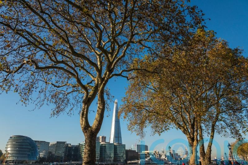 Bugs on a plane: Volunteers hunt for invasive insect pest on famous trees