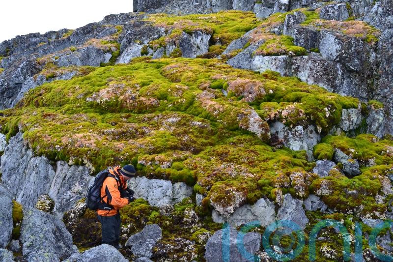 Scientists ‘shocked’ as parts of Antarctica turning green at ‘dramatic’ rate