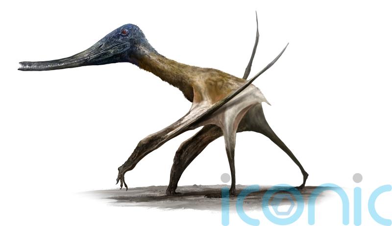 Scientists discover ‘surprising twist’ on how pterosaurs became flying giants