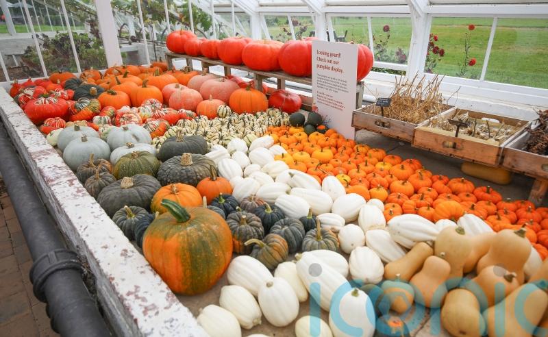Pumpkin harvests hit by wet weather and ‘army of slugs’ – National Trust