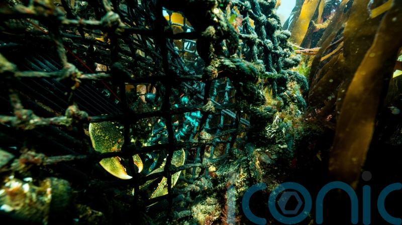 Unsustainable fishing ‘putting pressure on UK crab and lobster populations’