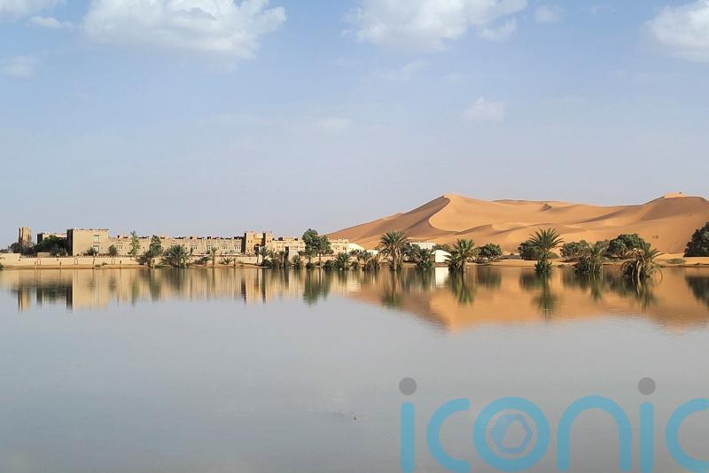 Water gushes through palm trees and sand dunes after rare rain in Sahara Desert