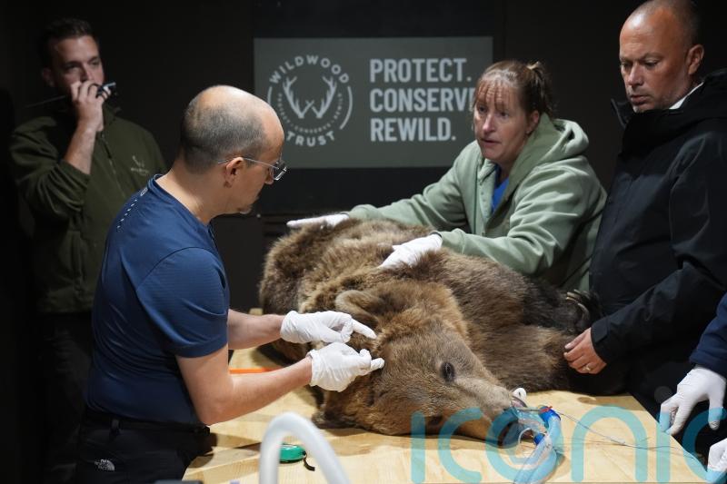 Boki the brown bear has pioneering brain surgery in Kent